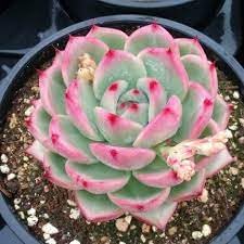 Flower Seeds, Seeds for Planting, Plant Seeds