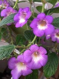achimenes limoncello flower seeds