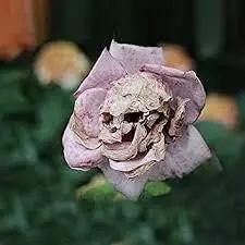 pink death flower seeds