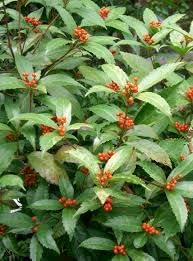 Flower Seeds, Seeds for Planting, Plant Seeds