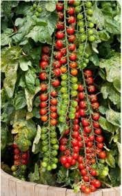 Rapunzel Tomato Seeds for Planting