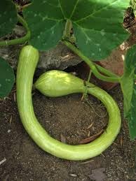 Heirloom Non-GMO Tromboncino Summer Squash Seeds for Planting