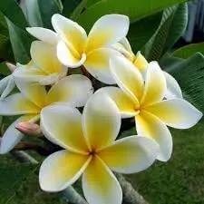 plumeria flower flower seeds
