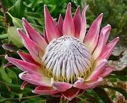 protea flower flower seeds