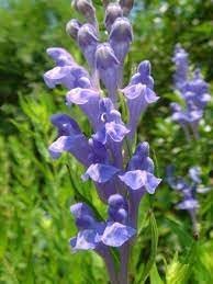 Flower Seeds, Seeds for Planting, Plant Seeds