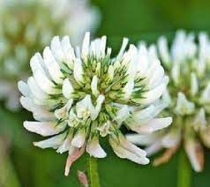 dutch flower flower seeds