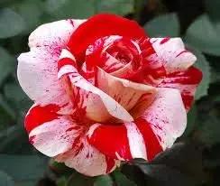 red pink flower seeds