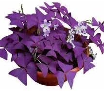 oxalis triangularis flower seeds
