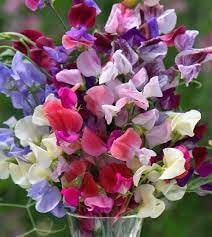 Flower Seeds, Seeds for Planting, Plant Seeds