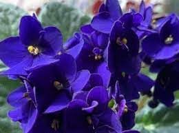 blue heirloom flower seeds