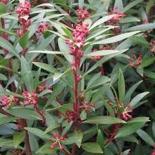 drimys lanceolata flower seeds