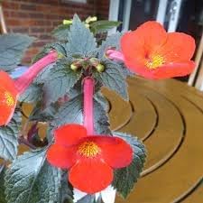 heirloom non flower seeds