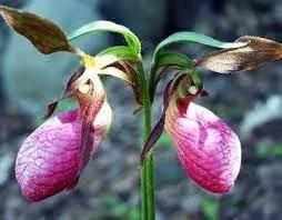 heirloom ladys flower seeds