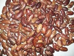 Bush Lima Bean Seeds for Planting