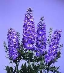 lavender delphinium flower seeds