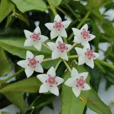 Flower Seeds, Seeds for Planting, Plant Seeds