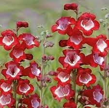 Flower Seeds, Seeds for Planting, Plant Seeds