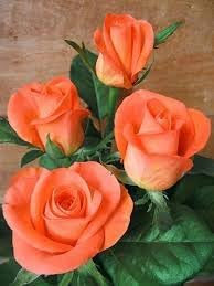 Flower Seeds, Seeds for Planting, Plant Seeds