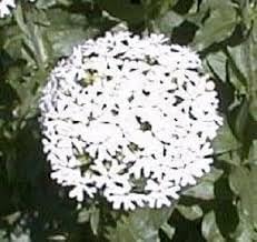 Flower Seeds, Seeds for Planting, Plant Seeds