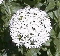 red heirloom flower seeds