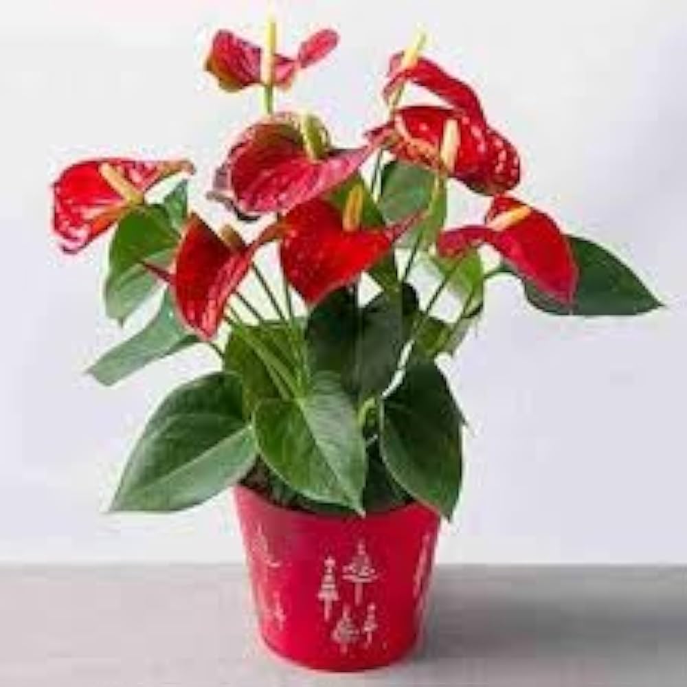 anthurium anthurium flower seeds