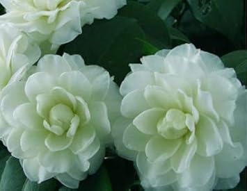 Flower Seeds, Seeds for Planting, Plant Seeds