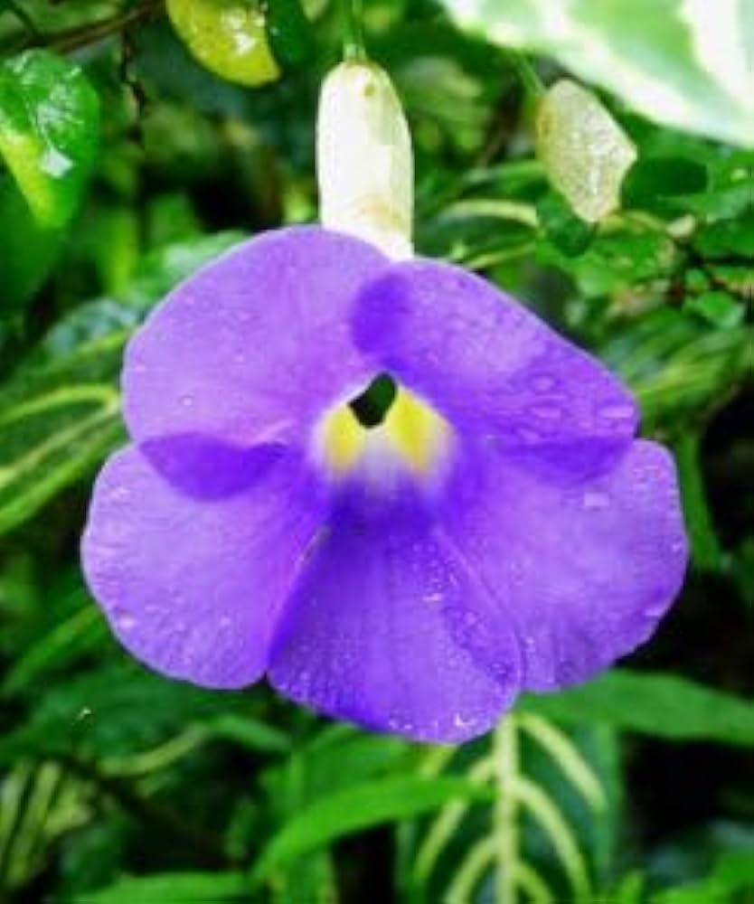 Allamanda Flower Seeds for Planting 100 pcs