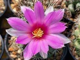 mammillaria flower flower seeds