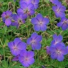 cranesbill geranium flower seeds