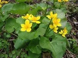 caltha palustris flower seeds