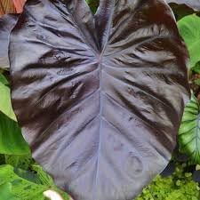 heirloom alocasia flower seeds