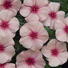 fragrant vinca flower seeds
