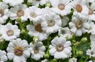 Flower Seeds, Seeds for Planting, Plant Seeds