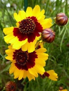 Flower Seeds, Seeds for Planting, Plant Seeds