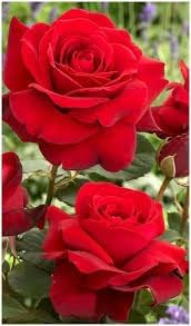 Flower Seeds, Seeds for Planting, Plant Seeds