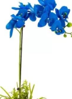 Flower Seeds, Seeds for Planting, Plant Seeds