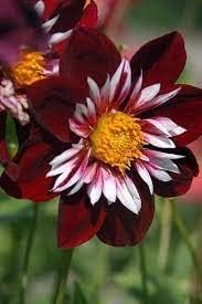 night butterfly flower seeds