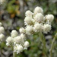 heirloom non flower seeds
