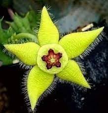heirloom stapelia flower seeds
