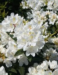 Flower Seeds, Seeds for Planting, Plant Seeds