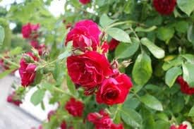 Flower Seeds, Seeds for Planting, Plant Seeds