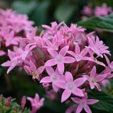 Flower Seeds, Seeds for Planting, Plant Seeds