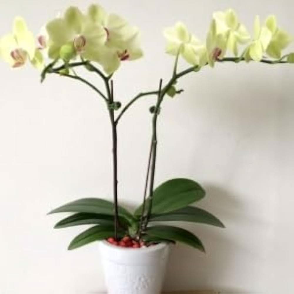 green hydroponic flower seeds