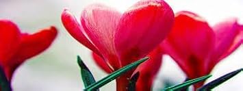 Flower Seeds, Seeds for Planting, Plant Seeds