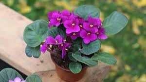 Flower Seeds, Seeds for Planting, Plant Seeds