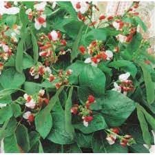 bean hestia flower seeds
