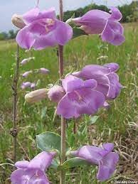 Flower Seeds, Seeds for Planting, Plant Seeds