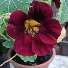 Flower Seeds, Seeds for Planting, Plant Seeds