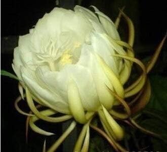 Flower Seeds, Seeds for Planting, Plant Seeds