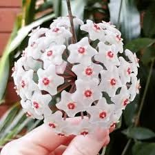 heirloom non flower seeds